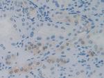 IL-12 p35 Antibody in Immunohistochemistry (Paraffin) (IHC (P))