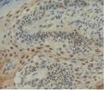 IL-12 p35 Antibody in Immunohistochemistry (Paraffin) (IHC (P))