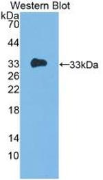 IL-12 p35 Antibody in Western Blot (WB)