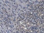 IL-18 Antibody in Immunohistochemistry (Paraffin) (IHC (P))