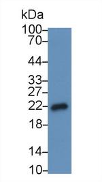 IL-18 Antibody in Western Blot (WB)