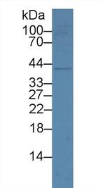 IL-19 Antibody in Western Blot (WB)