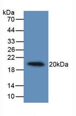 IL-19 Antibody in Western Blot (WB)