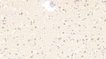 IL-19 Antibody in Immunohistochemistry (Paraffin) (IHC (P))