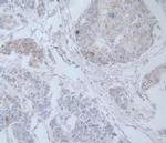 IL-19 Antibody in Immunohistochemistry (Paraffin) (IHC (P))