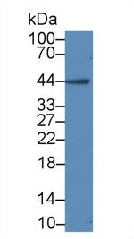 IL-19 Antibody in Western Blot (WB)