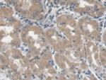 LGALS3BP Antibody in Immunohistochemistry (Paraffin) (IHC (P))