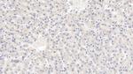 LSR Antibody in Immunohistochemistry (Paraffin) (IHC (P))