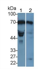 LOXL1 Antibody in Western Blot (WB)