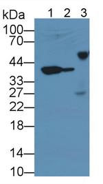 MMP13 Antibody in Western Blot (WB)