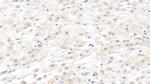 MMP8 Antibody in Immunohistochemistry (Paraffin) (IHC (P))