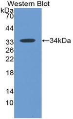 MX1 Antibody in Western Blot (WB)