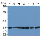 NGF Antibody in Western Blot (WB)