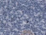 NGAL Antibody in Immunohistochemistry (Paraffin) (IHC (P))