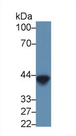 Ovalbumin Antibody in Western Blot (WB)