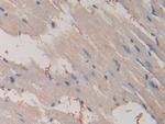 PPAR gamma Antibody in Immunohistochemistry (Paraffin) (IHC (P))