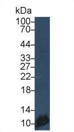 PF4 Antibody in Western Blot (WB)