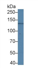 Procollagen I N-Peptide Antibody in Western Blot (WB)