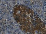 REG3G Antibody in Immunohistochemistry (Paraffin) (IHC (P))