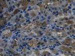 REG3G Antibody in Immunohistochemistry (Paraffin) (IHC (P))