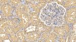 Renalase Antibody in Immunohistochemistry (Paraffin) (IHC (P))