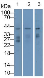 Renalase Antibody in Western Blot (WB)