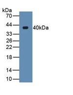 Renalase Antibody in Western Blot (WB)