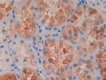 RBP4 Antibody in Immunohistochemistry (Paraffin) (IHC (P))