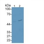 SERPINB4 Antibody in Western Blot (WB)