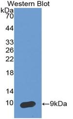 SERPINB4 Antibody in Western Blot (WB)