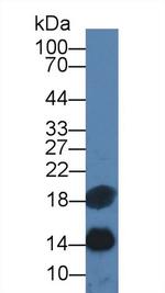 SAA Antibody in Western Blot (WB)