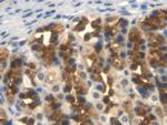 TFPI Antibody in Immunohistochemistry (Paraffin) (IHC (P))