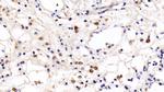 TLR5 Antibody in Immunohistochemistry (Paraffin) (IHC (P))