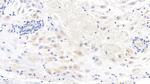 WNT3A Antibody in Immunohistochemistry (Paraffin) (IHC (P))