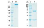 Lorvotuzumab Humanized Antibody in SDS-PAGE (SDS-PAGE)