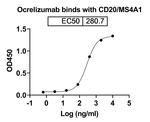 Ocrelizumab Humanized Antibody in ELISA (ELISA)