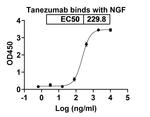 Tanezumab Humanized Antibody in ELISA (ELISA)