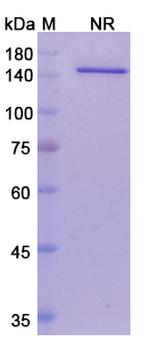 Vanucizumab Humanized Antibody in SDS-PAGE (SDS-PAGE)