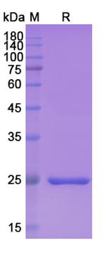 Brolucizumab Humanized Antibody in SDS-PAGE (SDS-PAGE)