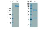 Utomilumab Antibody in SDS-PAGE (SDS-PAGE)