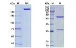 Maftivimab Antibody in SDS-PAGE (SDS-PAGE)