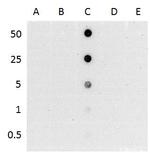 5-Hydroxymethylcytosine (5-hmC) Antibody in Dot Blot (DB)