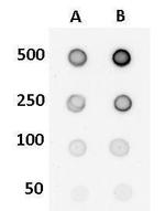 5-Hydroxymethylcytosine (5-hmC) Antibody in Dot Blot (DB)