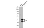 CTGF Antibody in Western Blot (WB)