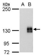 mCherry Antibody in Western Blot (WB)