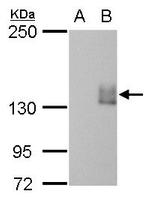 mCherry Antibody in Western Blot (WB)