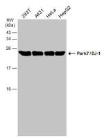 DJ-1 Antibody in Western Blot (WB)