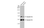 Synapsin II Antibody in Western Blot (WB)