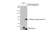 Synapsin II Antibody in Western Blot (WB)