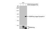 Synapsin II Antibody in Western Blot (WB)